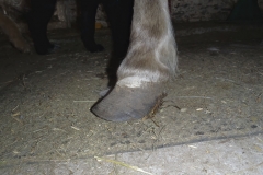 Laminitic Pony