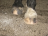 Hind feet after trim